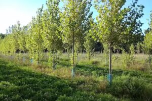 Acceso Establecimiento Doña Magdalena