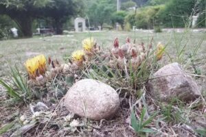 Aires de Capilla Vieja – Casas de Campo