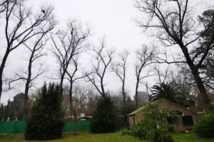 Álamos de Carlos Keen