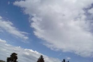 Álamos de Julio Cabaña