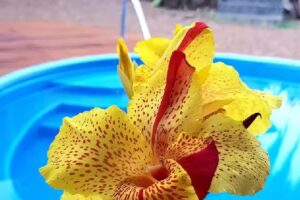 Alojamiento en Villa Elisa Apart Lumiatala