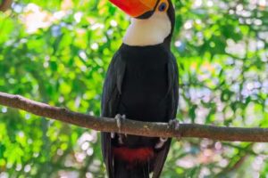 alojamiento Sol de Iguazu habitaciones