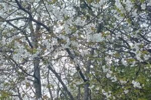 Alojamientos Lago Puelo