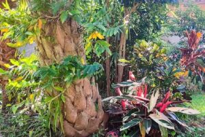 ANGIRÛ DEPARTAMENTO