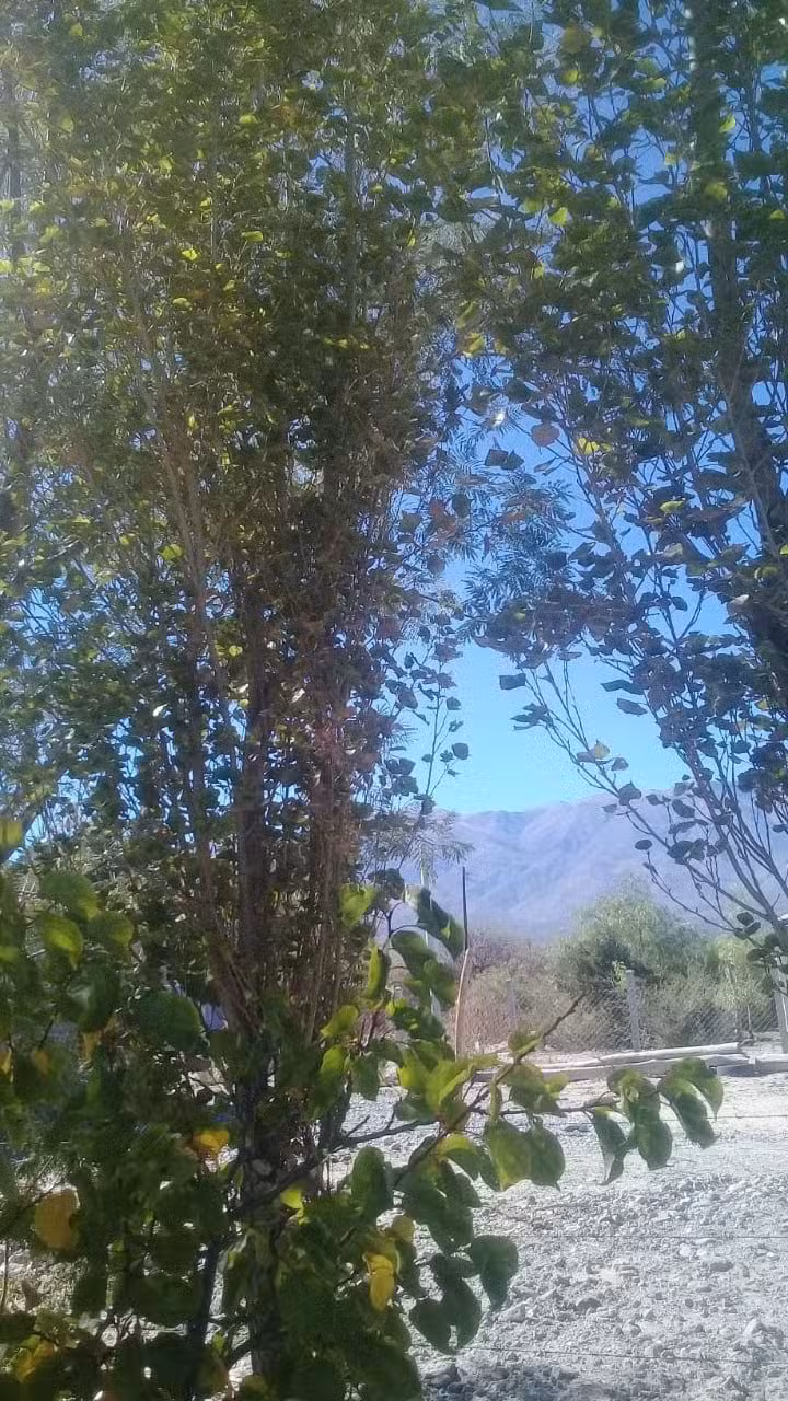 APAPACHAR, Amaicha del Valle