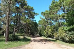 Apart Arbol Del Cielo