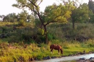 Apart Cabañas El Manzanar