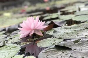 Aráoz de Lamadrid Hotel & Bodega