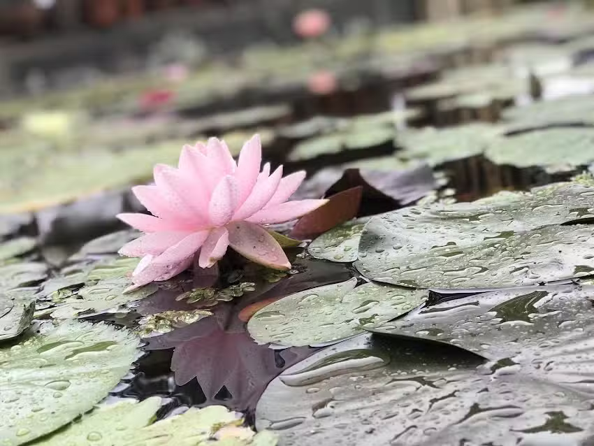 Aráoz de Lamadrid Hotel & Bodega