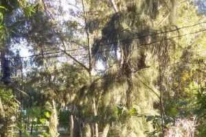 Balneario municipal Laguna Paiva