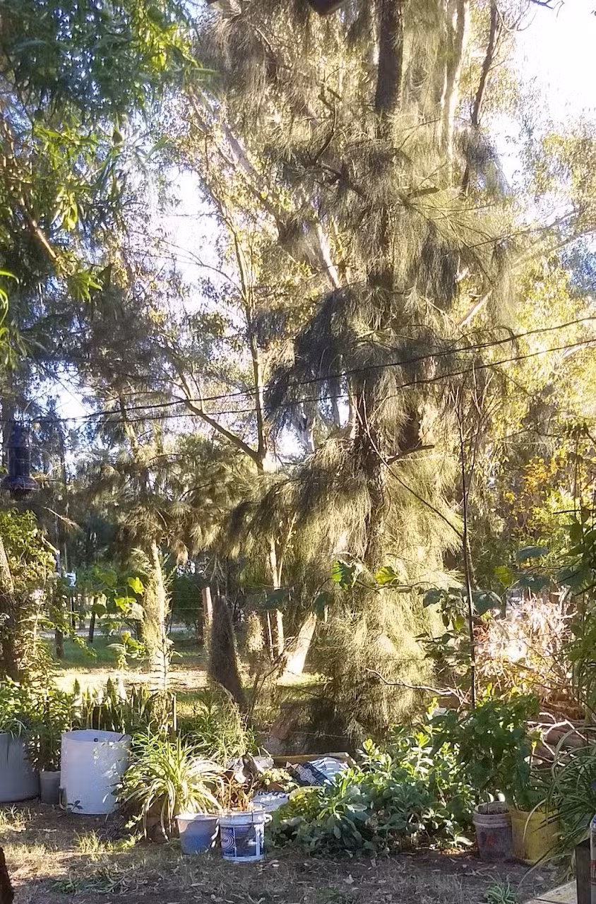 Balneario municipal Laguna Paiva