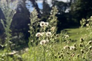 Bella Vista Guest House