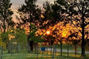 Bonanza Armonía Infinita