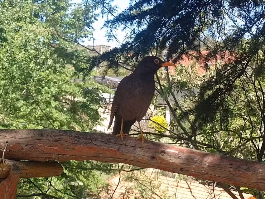 Cabaña Alma de Jazmines