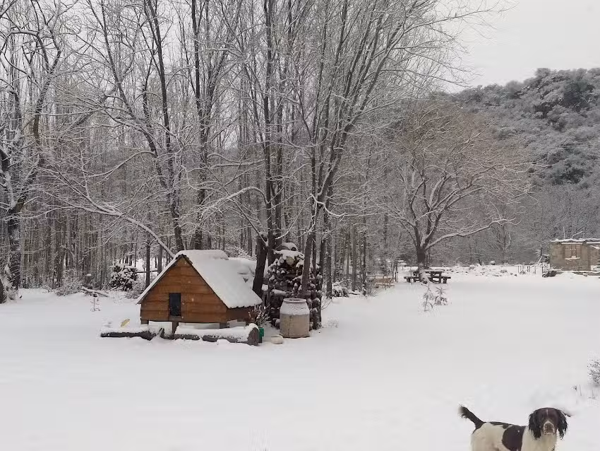 Cabaña bosque de acacias
