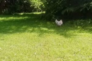 Cabaña Costa Mosqueta