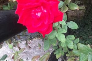 CABAÑA LA FELICIDAD BLANCO ENCALADA