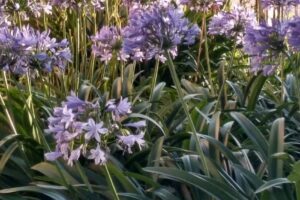 Cabaña Mis Ángeles