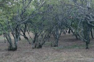 Cabaña Raíces Pampa