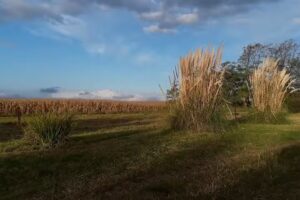 Cabañas ALTOS DEL PINAR Balcarce