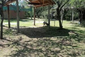 Cabañas “Bosquecito De Carpin”