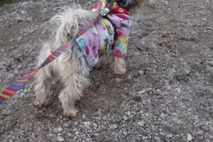 Cabañas Cañada Sur