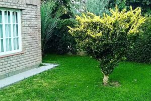 cabañas Capilla Vieja