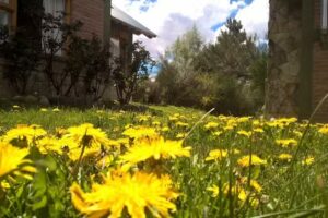 Cabañas Carilafquen