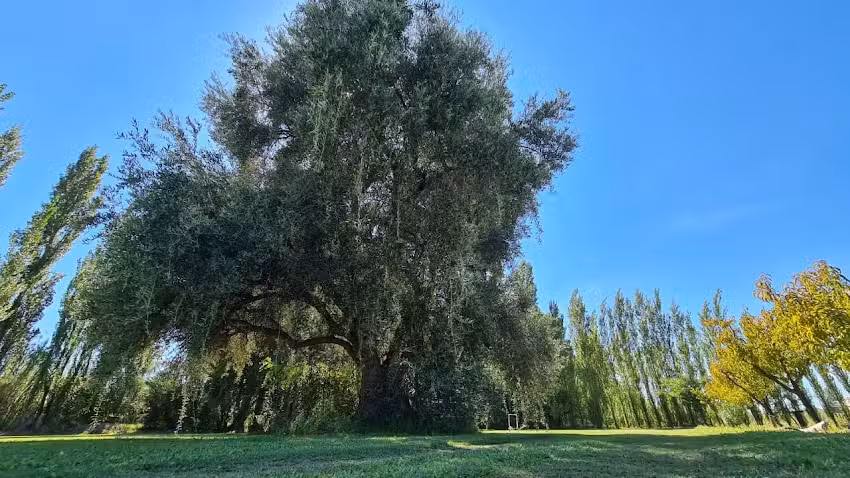 Cabañas Cerro Negro