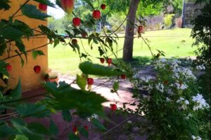 CABAÑAS “CIENTONCE”