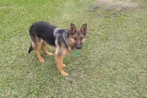 Cabañas de alquiler Nilvo