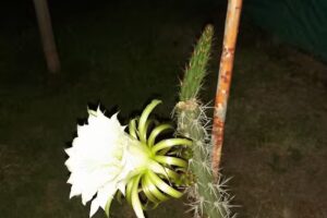 Cabañas De La Villa