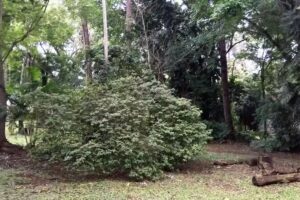 Cabañas Del Bosque Iguazú
