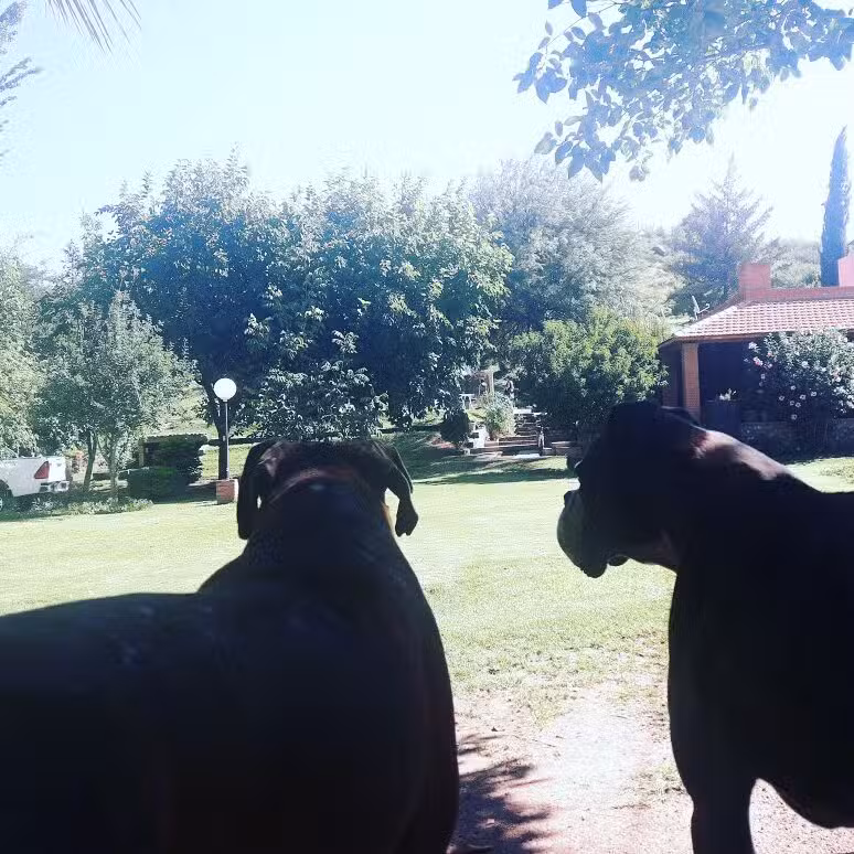Cabañas Dinosaurios