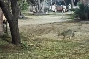 Cabañas Don Encarna