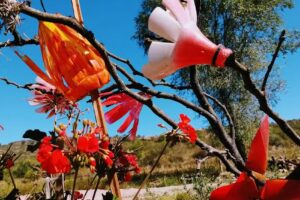 CABAÑAS HOGAR DE MONTAÑA