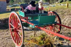Cabañas Jardín Secreto