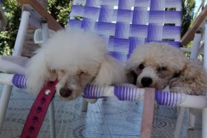 Cabañas Jesus Maria