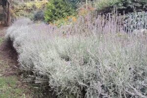 Cabañas La Hojarasca