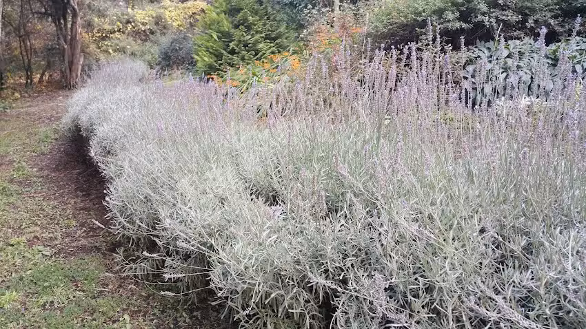 Cabañas La Hojarasca