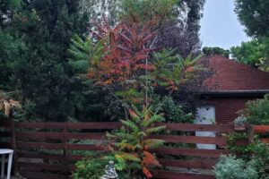 Cabañas La Ponderosa