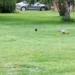 Cabañas Las Bandurrias