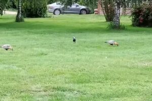 Cabañas Las Bandurrias