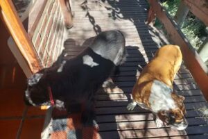 Cabañas Las Piemontesas