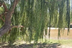 Cabañas Las Tosquitas