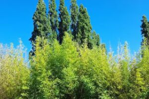 Cabañas LindaMorada