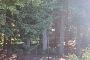 Cabañas Lodge Nepen