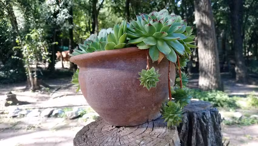 Cabañas Lomita San Luis
