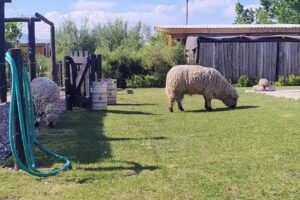 Cabañas Lupulito Lodge