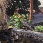 Cabañas Luz de Luna